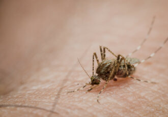 Sichelzellkrankheit | Novartis - klinische Forschung - Malaria