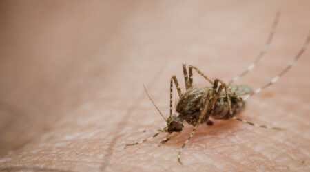 Sichelzellkrankheit | Novartis - klinische Forschung - Malaria