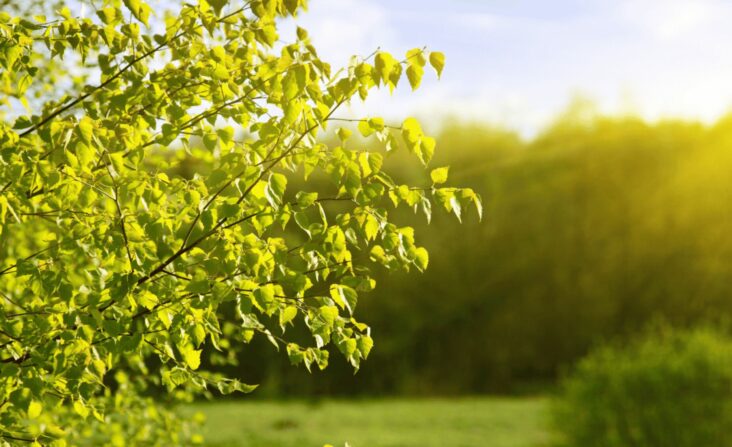 Asthma | Novartis - klinische Forschung - grüner Baum - Natur