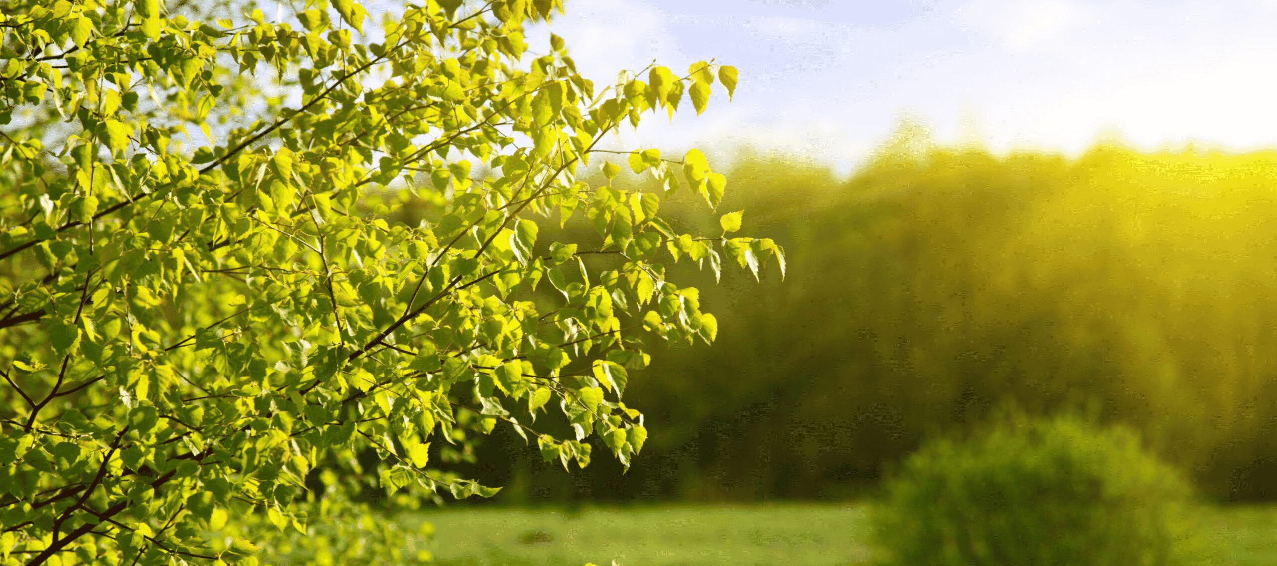 Asthma | Novartis - klinische Forschung - grüner Baum - Natur