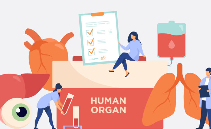 Organspende: Bedeutung und Ablauf | Novartis - klinische Forschung - Illustration mit verschiedenen Organen
