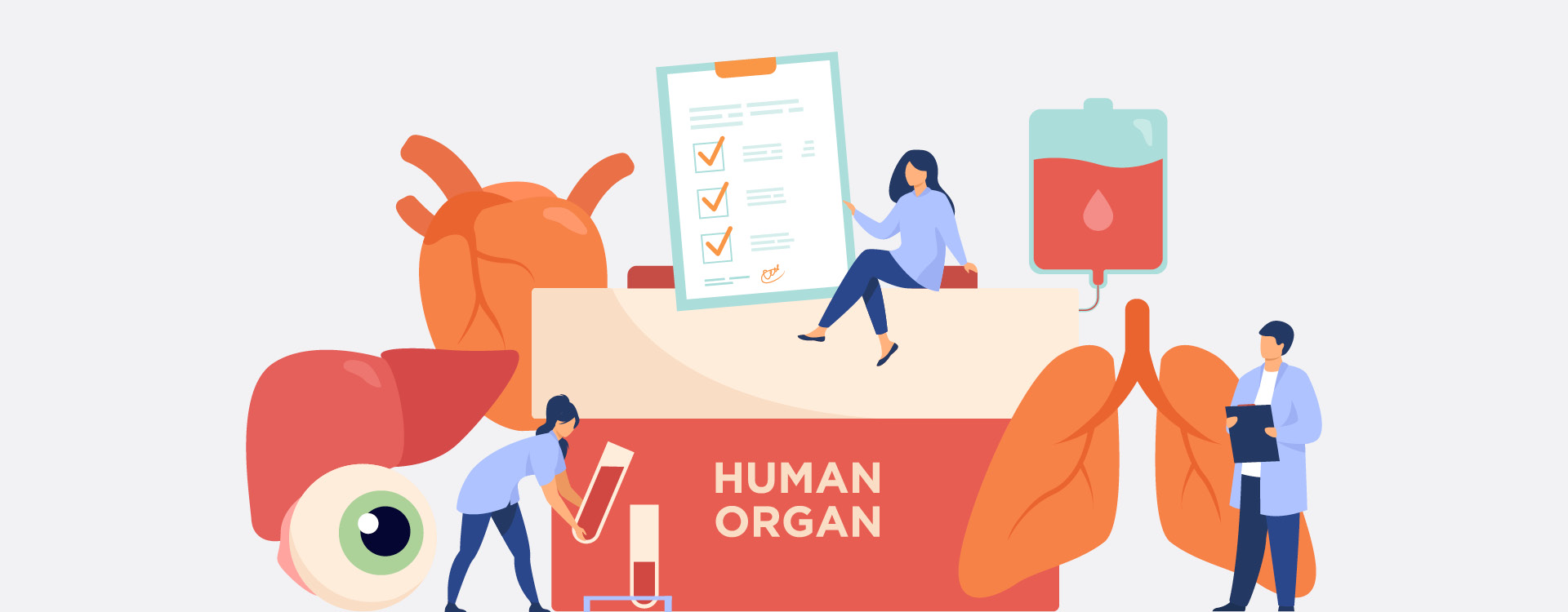 novartis-klinische-forschung-gut-informiert-gesundheitswissen-organspende Organspende: Bedeutung und Ablauf | Novartis - klinische Forschung - Illustration mit verschiedenen Organen