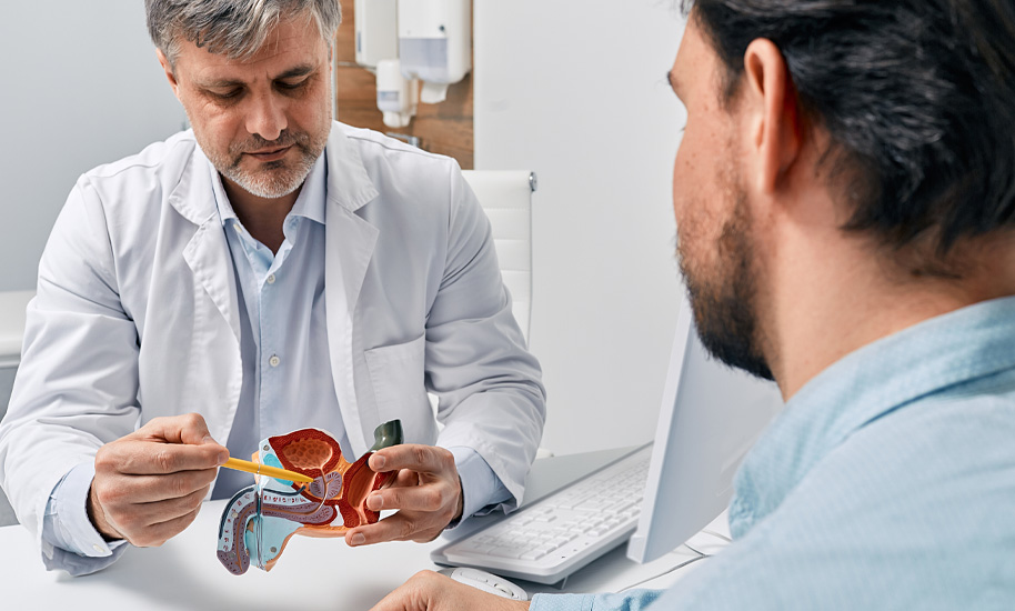 Ein Arzt erklärt einem Patienten die Prostata anhand eines anatomischen Modells.